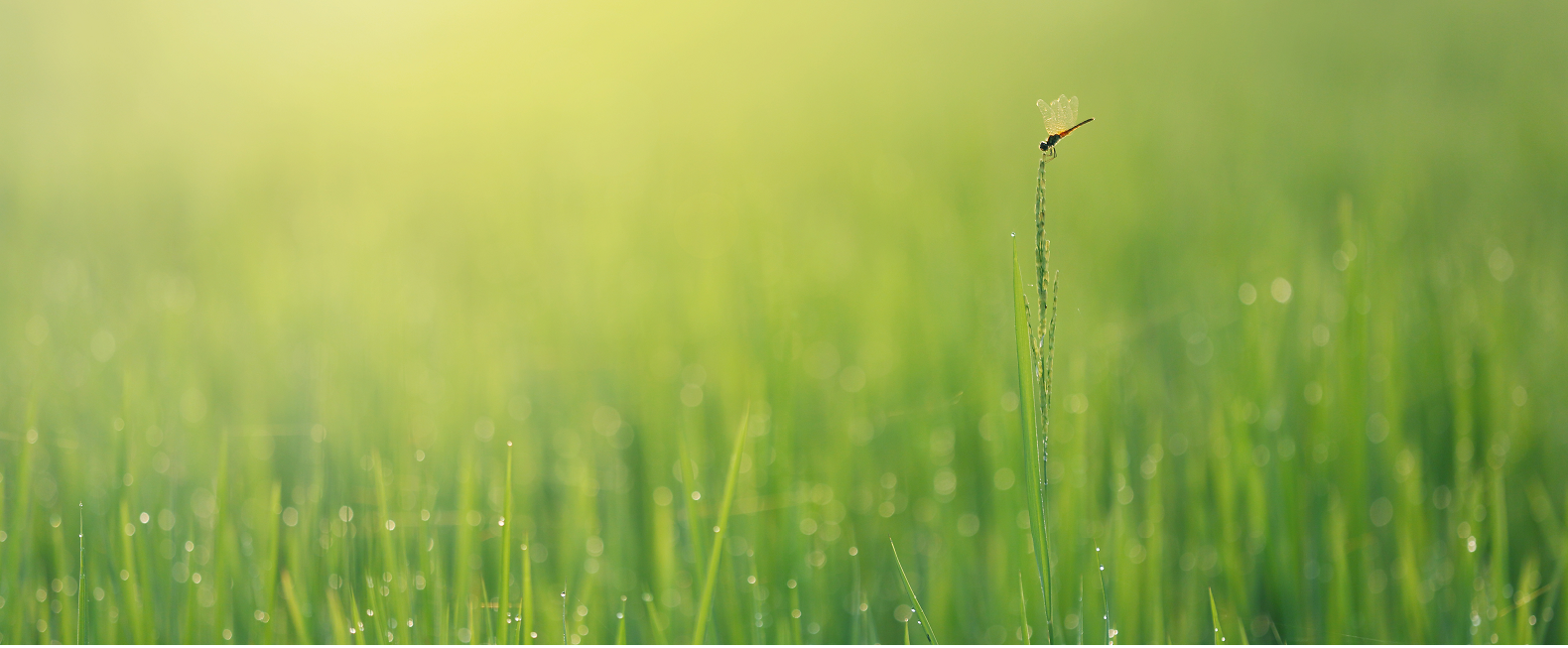 Grass Grass